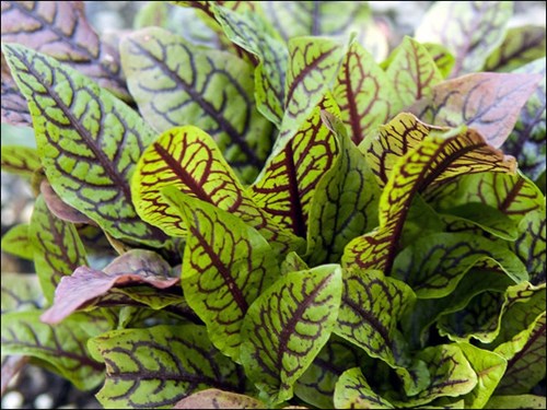 Raspberry Dressing Rumex Lettuce (Rumex sanguineus)
Has nice foliage color and patterns.